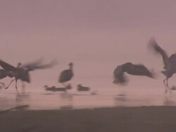 European Cranes (Grus grus), North East Extremadura in Dehesa. The cranes migrate south in winter from Scandinavia and Northern Europe to Spain and roost in large numbers mainly on lake shores. They feed in the dehesas on acorns and invertebrates. Stock Footage