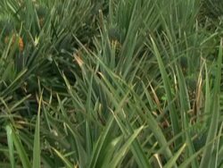 Fairtrade pineapple ready for harvest Stock Footage