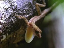 Anole Lizard shows throat flap in courtship display; Panama; Stock Footage