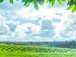 Top view Green tea plant Stock Footage