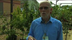 The science of the humble apple News Clip