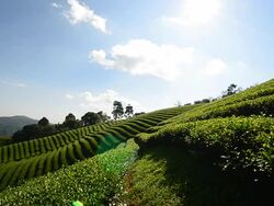 Tea Plantations "Mae Salong" Stock Footage