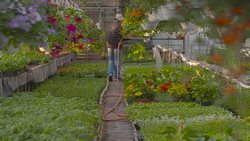 Farmer Spraying Water On Plants In Greenhouse Stock Footage