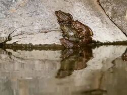 MS View of Levant green frog (pelophylax bedriagae) sunbathing on rock near water / golan heights, Israel Stock Footage
