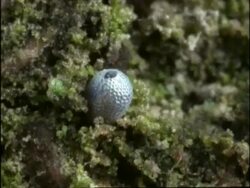 Time lapse - CU Winter Moth (Operophtera brumata) caterpillar emerging from egg, UK Stock Footage