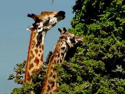 MS Two giraffes feeding from top of tree / Masai Mara, Kenya Stock Footage