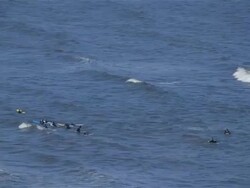 SURFERS SOUTH BAY Stock Footage
