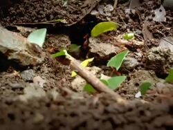 Leaf cutter ants Stock Footage