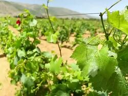 Focus on grape vines, out of focus on vineyard workers Stock Footage