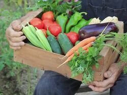 Farmer picking vegetables Stock Footage