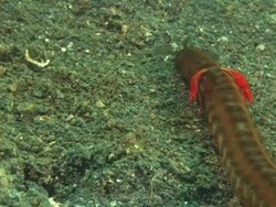 Holothurian sea close up. Indonesia  Stock Footage