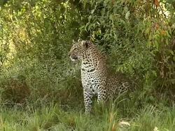 MS Leopard sitting in grass and looking around / National Park, Africa, Kenya Stock Footage