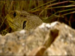 Ocellated Lizard (Lacerta lepida), Andalusia, Southern Spain Stock Footage