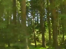 German Mixed Forest Tracking Shot Stock Footage