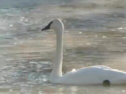 MS TS One trumpeter swan left swimming and joins others / Yellowstone National Park, Wyoming, United States Stock Footage