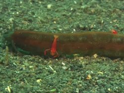 Holothurian sea close up. Indonesia  Stock Footage