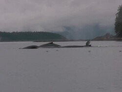 Humpback Whale Pod Feeding on Herring Stock Footage