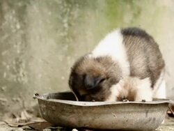 Thai puppy dog eating. Stock Footage