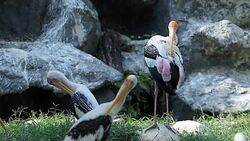 Painted Stork Relaxing Stock Footage