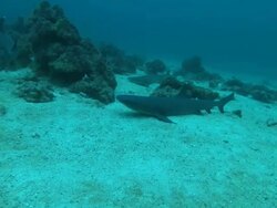 White tip shark, Costa Rica, Pacific Ocean  Stock Footage
