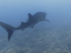 Swimming behind a whale shark in the Maldives Stock Footage