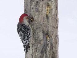MS View of Male red bellied woodpecker (Centurus carolinus) pecks at homemade suet in a hole in wooden feeder as falling snow blows by / Valparaiso, Indiana, United States Stock Footage