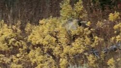 MS  shot of a grizzly bear  (Ursus arctos horribilis) sow with a cub walking through golden fall willows down a hillside Stock Footage