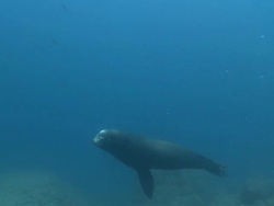 Silhouette of a California Sea Lion (Zalophus californianus) swimming through frame, La Paz, Sea of Cortez, Mexico Stock Footage