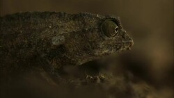 A dwarf chameleon crawls in its own habitat. Stock Footage