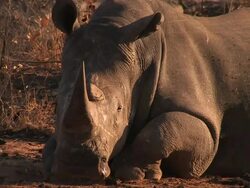 CU Shot of White Rhino getting up after resting / Kruger National Park, Mpumalanga, South Africa Stock Footage