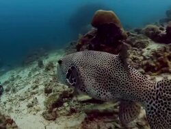 Pufferfish Stock Footage
