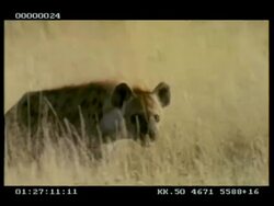 MS Hyena walking through dry grass, to camera Stock Footage
