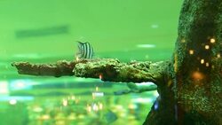 Beautiful underwater Stock Footage