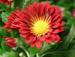 Daisy blooming - American Chrysanthemum Stock Footage