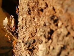 Red Ant Stock Footage