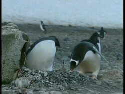 MS Gentoo Penguin, Pygoscelis papua, sitting on nest, another penguin takes rock away, Antarctica Stock Footage