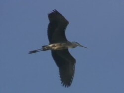 Flying heron 3 - HD 1080/60i Stock Footage