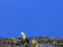 T/L pea (Pisum sativum) plants growing Stock Footage