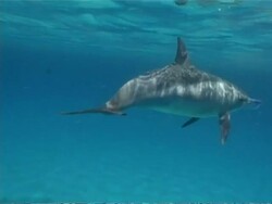 MS Spinner dolphins, Stenella longirostris, swimming around, playing with rubbish, Egypt Stock Footage