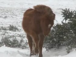 Dartmoor Pony walking in snow storm, Dartmoor, UK Stock Footage