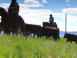 Cowgirls and Cowboys herding cattle Stock Footage
