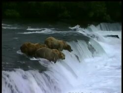Brown Bears, Ursus arctos, standing at top of rapids, catching salmon, edited sequence, Arctic Circle Stock Footage