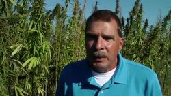 Some of the imported hemp seeds temporarily detained by U.S. customs officials in the spring turned into 10-foot-tall plants that have been harvested on a research plot in Kentucky. (Sept. 23) News Clip