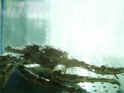 King crab in a Fish Market at Bergen, Norway Stock Footage