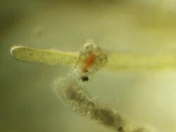 Microorganism plankton amphipod Stock Footage