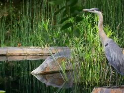 Spooked Blue heron Stock Footage