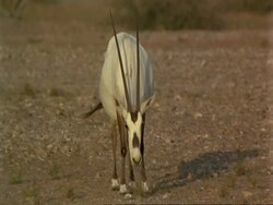 MS Arabian Oryx, Oryx leucoryx, grazing, wild in Jiddat al Harasis desert, Oman Stock Footage