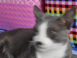 white gray cat is sleeping Stock Footage