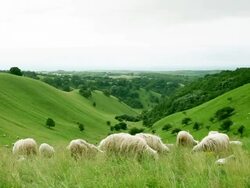 Group of sheeps grazing in the field Stock Footage
