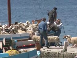 MS Herd of sheep getting in boat / Myconos, Cylades Islands, Greece Stock Footage